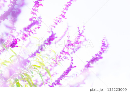 アメジストセージ・秋の花 イメージ アメジストセージ・秋の花 イメージ 132223009