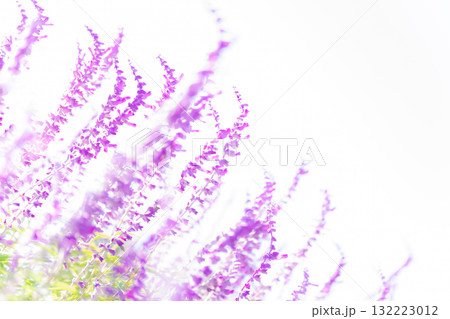 アメジストセージ・秋の花 イメージ アメジストセージ・秋の花 イメージ 132223012