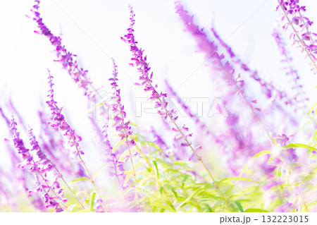 アメジストセージ・秋の花 イメージ 132223015