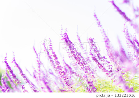 アメジストセージ・秋の花 イメージ アメジストセージ・秋の花 イメージ 132223016