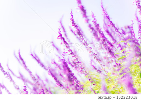 アメジストセージ・秋の花 イメージ アメジストセージ・秋の花 イメージ 132223018