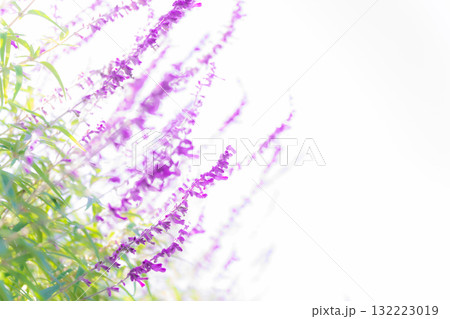 アメジストセージ・秋の花 イメージ アメジストセージ・秋の花 イメージ 132223019