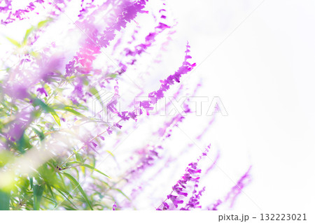アメジストセージ・秋の花 イメージ アメジストセージ・秋の花 イメージ 132223021