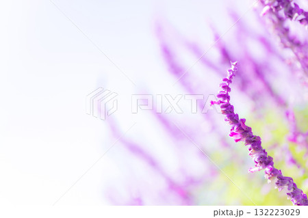 アメジストセージ・秋の花 イメージ アメジストセージ・秋の花 イメージ 132223029