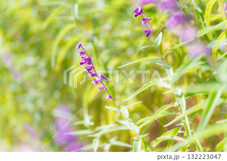 アメジストセージ・秋の花 イメージ アメジストセージ・秋の花 イメージ 132223047