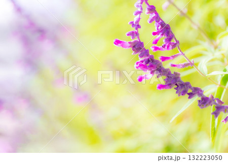 アメジストセージ・秋の花 イメージ アメジストセージ・秋の花 イメージ 132223050