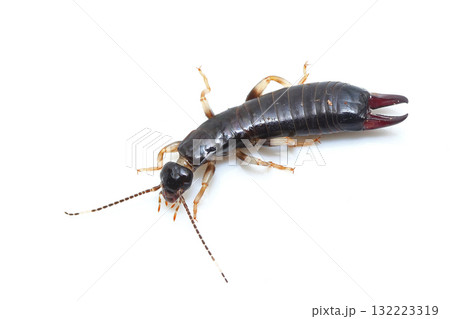 ヒゲジロハサミムシ 132223319