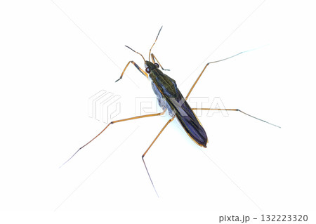 ヒメアメンボ 132223320