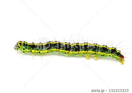 フタトガリアオイガ 132223323