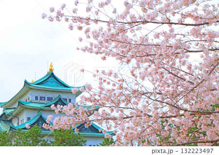 愛知県名古屋市、満開の桜と名古屋城の風景 132223497