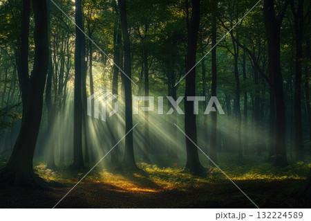 The forest is full of trees and the sun is shining through the leaves The forest is full of trees and the sun is shining through the leaves 132224589