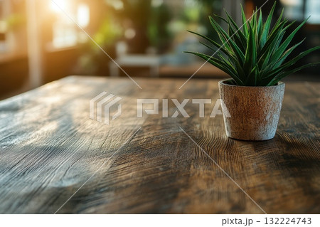 Fresh Green Plant in a Small Pot on a Rustic Wooden Table in Soft Natural Light Fresh Green Plant in a Small Pot on a Rustic Wooden Table in Soft Natural Light 132224743