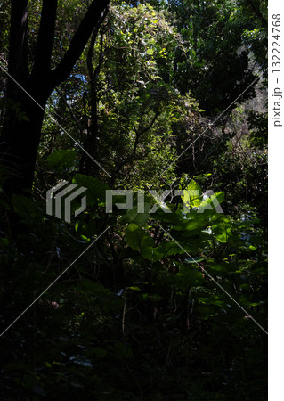 斎場御嶽の光 132224768