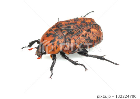 アカマダラハナムグリ 132224780