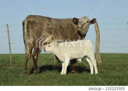 Cattle and white Shorthorn calf , in Argentine countryside, La Pampa province, Patagonia, Argentina. Cattle and white Shorthorn calf , in Argentine countryside, La Pampa province, Patagonia, Argentina. 132225303