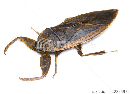 タガメ(陸上) タガメ(陸上) 132225973