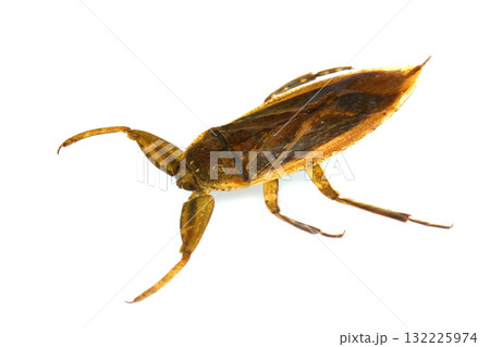 タガメ(水中) タガメ(水中) 132225974