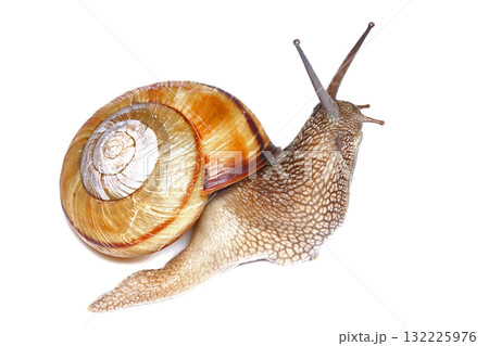 ノトマイマイ 132225976