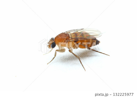 ノミバエ ノミバエ 132225977