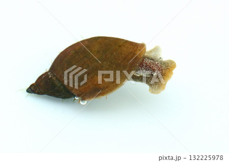 ハブタエモノアラガイ ハブタエモノアラガイ 132225978