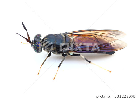 アメリカミズアブ 132225979