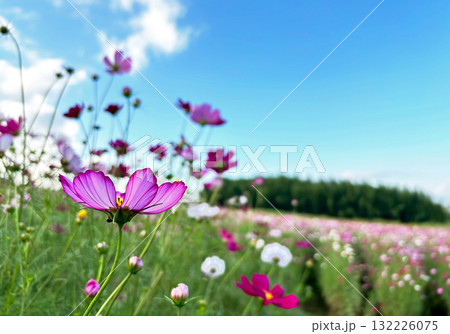 青空とピンクのコスモスの花畑 ワイド 青空とピンクのコスモスの花畑 ワイド 132226075