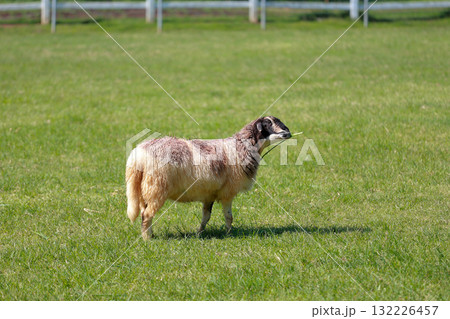 Close up the brown Sheep is rest in garden Close up the brown Sheep is rest in garden 132226457