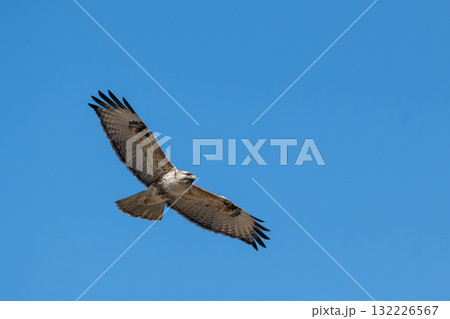 青空を舞う猛禽類の飛翔,Raptor Soaring in the Blue Sky 青空を舞う猛禽類の飛翔,Raptor Soaring in the Blue Sky 132226567