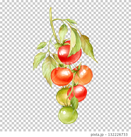 Hand-drawn Illustration of vine of tomatoes isolated on white 132226733