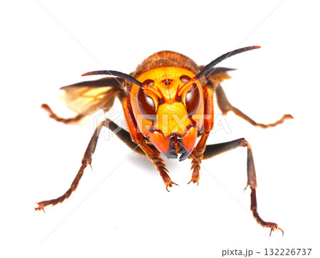 オオスズメバチ（正面） 132226737