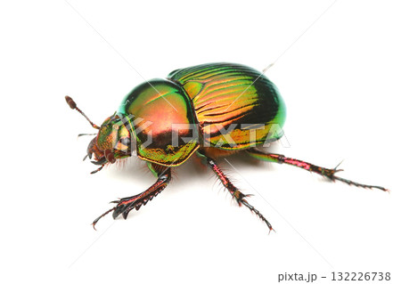 オオセンチコガネ オオセンチコガネ 132226738