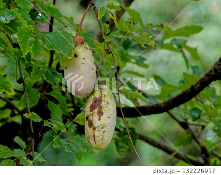 秋の恵み アケビ科ミツバアケビの果実 秋の恵み アケビ科ミツバアケビの果実 132226917