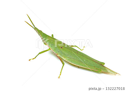 オンブバッタのメス 132227018