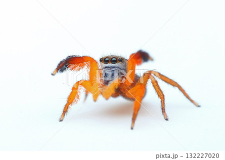 カタオカハエトリのオス 132227020