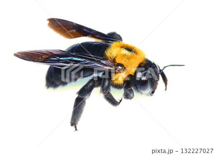 キムネクマバチ 132227027