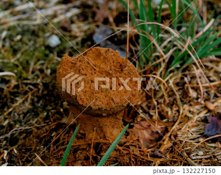 きのこワールド　ニセショウロ科コツブタケの胞子散布 132227150