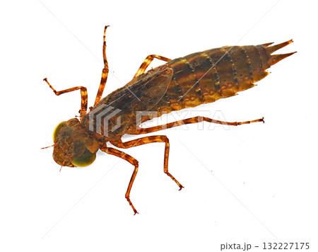 ギンヤンマの幼虫 132227175