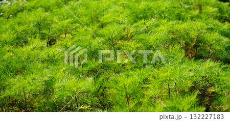 Vibrant Feathery Bright Green Foliage Creating a Dense Textured Background Vibrant Feathery Bright Green Foliage Creating a Dense Textured Background 132227183