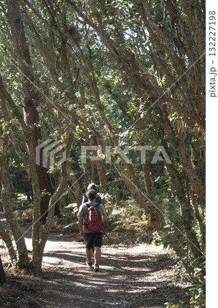 Enjoying a serene walk through the Courant de Huchet forest in Landes Enjoying a serene walk through the Courant de Huchet forest in Landes 132227198