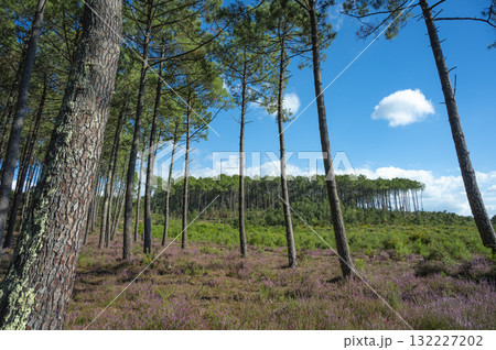 Beautiful landscape of Landes forest with pine trees, ferns and heather Moliets 132227202