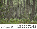 Lush ferns stand tall in Landes pine forest during a serene day in Moliets 132227242