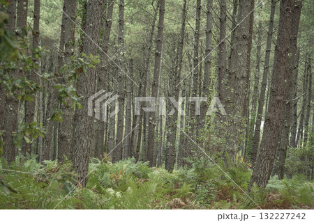Lush ferns stand tall in Landes pine forest during a serene day in Moliets 132227242