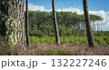 Beautiful landscape of Landes forest with pine trees, ferns and heather Moliets 132227246