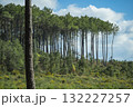 Beautiful landscape of Landes forest with pine trees, ferns and heather Moliets 132227257