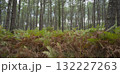 Lush ferns stand tall in Landes pine forest during a serene day in Moliets 132227263