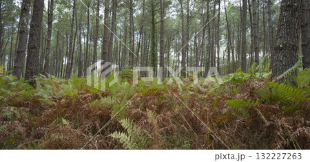 Lush ferns stand tall in Landes pine forest during a serene day in Moliets 132227263
