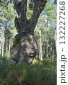 Sunlight filters through trees cork oak at the edge of a Landes forest, Moliets 132227268