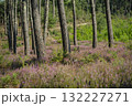 Beautiful landscape of Landes forest with pine trees, ferns and heather Moliets 132227271