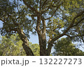 Sunlight filters through trees cork oak at the edge of a Landes forest, Moliets 132227273