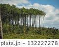 Beautiful landscape of Landes forest with pine trees, ferns and heather Moliets 132227278